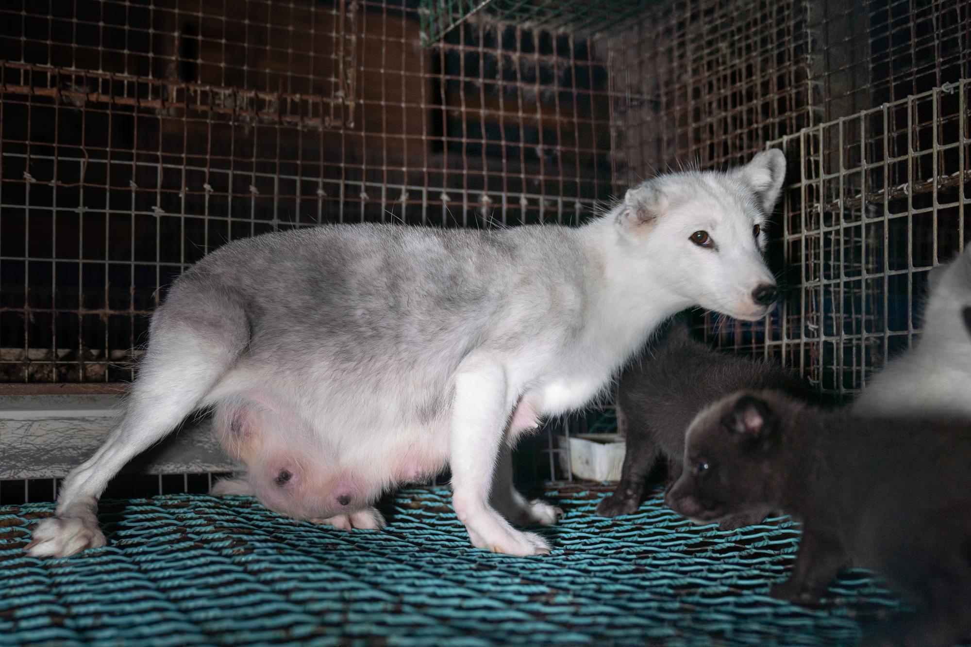 Investigación cría de animales para peletería